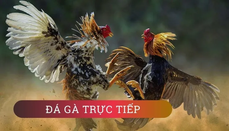 Bí Quyết Thắng Lớn Đá Gà J88: Kinh Nghiệm Từ Cao Thủ Cá Cược 1 Bí Quyết Thắng Lớn Đá Gà J88: Kinh Nghiệm Từ Cao Thủ Cá Cược